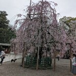 天ぷら わかやま - オマケ