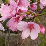 いも膳 - いも膳さんの駐車場に咲く可憐な桜が綺麗〜❤