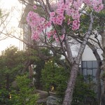 いも膳 - ６月のホタルの時期になると、こちらのお庭でホタルが見れるぅ〜！いも膳さんが育てて放流しているとか！❤✨