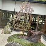 桜珈琲 - 中庭の桜。美しい