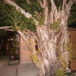 ミンタマ - 2014年1月