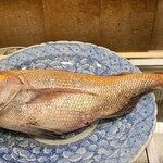 虹吉 - ⑧真鯛(愛媛県愛媛大島産、雌、3kg)
      雄はオデコが張り出た厳つい顔、雌はなだらかなオデコで穏やかな顔
      潮流が強いので尾が丸く太いのが来島海峡の真鯛の特徴
      海老や蟹が餌だから滋味が濃くて旨みも深い