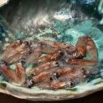 レスピラシオン - 朝獲れの蛍烏賊、生きています！