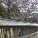 Michi No Eki Uddhi Kyouhoku - 参考写真、近所の神社の桃の花