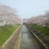 璃衛 - 店近くの満開桜並木