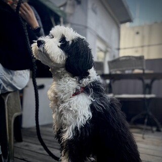 [Pets allowed on the terrace] Additive-free food also available