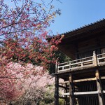 Kanou Shoujuan Ishiyama Deraten - 桜のピンクと紅い花がとても綺麗でした！