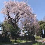 とんかつ かつせい - 榴岡公園の桜。