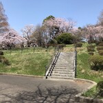 とんかつ かつせい - 榴岡公園の桜。