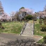 Tonkatsu Katsusei - 榴岡公園の桜。