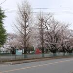 サンアイ - 北朝霞公園の桜
