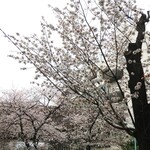 ラーメン二郎 - 近くで咲く桜