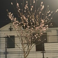 はしり下北沢 - 