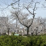 Yakiniku Kuroudo - うつぼ公園も花見盛り！桜は本当に癒されマス♪