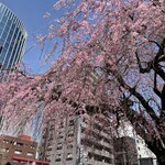 Izumiya - 今年も八王子北口駅前大通りの枝垂れ桜が
                        とてもキレイです(*´-`)