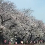 うまいラーメンショップ - 道中の1国沿いの桜並木（１）