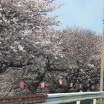 うまいラーメンショップ - 道中1国沿いの桜並木（２）