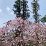 メツゲライクスダ - 参考写真、宝ヶ池