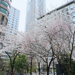 BLT STEAK  ROPPONGI - アークヒルズ桜並木の7分咲きの桜