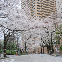 BLT STEAK  ROPPONGI - アークヒルズ桜並木の7分咲きの桜