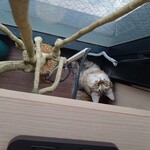 猫喫茶 空陸家 - 料理写真: