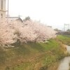 マナビアン - 店近くの桜並木