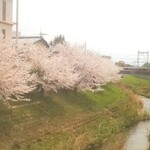 Manabian - 店近くの桜並木