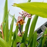 琉球料理 ぬちがふぅ - 