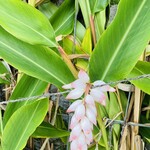 琉球料理 ぬちがふぅ - 