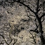 御幸町 田がわ - 