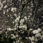 Ou ka - 中央小学校の桜