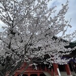 呑龍文庫 ももとせ - お散歩がてらお花見