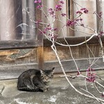 呑龍文庫 ももとせ - 