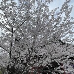 呑龍文庫 ももとせ - 