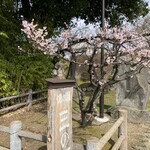 Kusabue - 桜