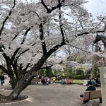 パスタ デ ドマーニ - トキノミノル像と愛でる桜は満開(*´ω`*)