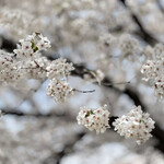 カクウチカフェ Okayoshi - 