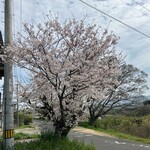 Muguruma - あまりに時間が余って、桜の写真を撮る