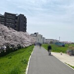 太古ダイニング - 柳瀬川駅からお店までの道すがらの柳瀬川沿の満開の桜並木