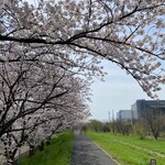 Taiko Dainingu - 柳瀬川駅からお店までの道すがらの柳瀬川沿の満開の桜並木