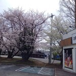 牛角 - 桜?外観とコラボ