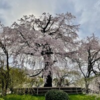 和黒 北野坂本店 - 