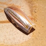 鮨 さいとう - 2014.2　超絶なコハダ