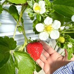 マルナカファーム - 大きな苺はお花✿も大きいです