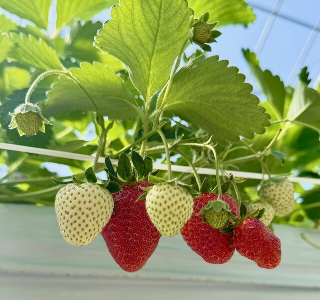 マルナカファーム（MARUNAKA FARM ） - 安達（その他）の写真