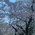 松のや - 桜は、既に散り始めてました。来週末には花筏でしょ。キャップ、現場からは以上です。追伸、メンチカツを買って帰ろと覗いたら想像の3倍の行列(白目)しゅうまい弁当にしました。