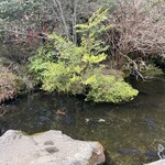 権現からめもち - 