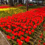 コーヒーの大学院 ルミエール・ド・パリ - 横浜公園のチューリップの花