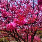 コーヒーの大学院 ルミエール・ド・パリ - 横浜公園の桜の花