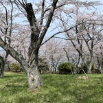 241856882 - 紫雲出山の桜①